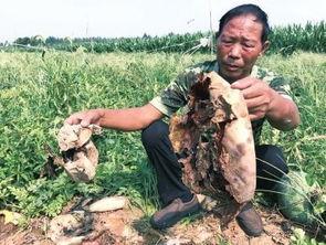 吃瓜最新事件爆料涉县,吃瓜群众揭秘最新事件内幕！”